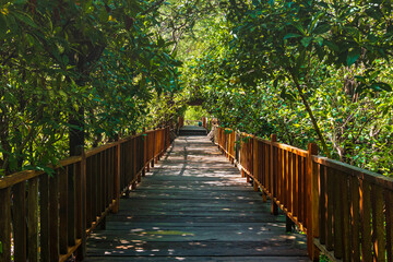 Mangrove Forest with walking path for visitors made from wood. View of Mangrove Forest in Wonorejo Mangrove Forest, Surabaya, East Java, Indonesia.
