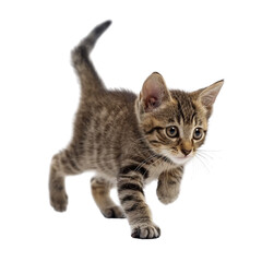 Obraz premium Cute Kitten Walking