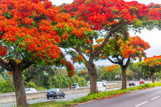 Flamboyants le long de la route Le Tampon Saint-Pierre, &Icirc;le de la R&eacute;union 