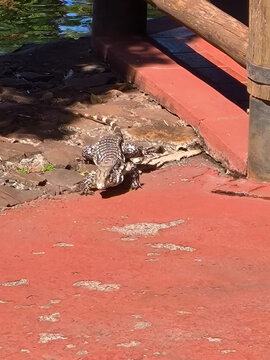 Lagarto