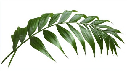 Stunning Tropical Leaf Detail