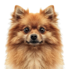 Obraz premium Cute Pomeranian Dog Portrait