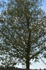 Fototapeta premium This deciduous tree is growing in nature in sunny autumn day.