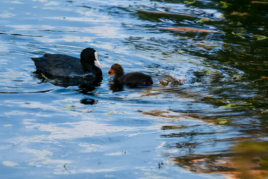 Una folaga comune (Fulica atra) offre cibo ai suoi pulcini mentre nuotano nell'acqua dello stagno.
