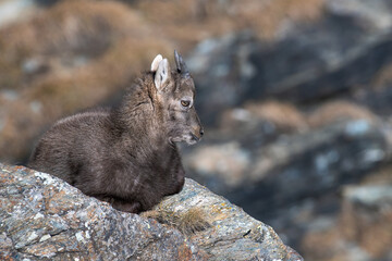 Cute baby Alpine Ibex (Capra ibex) with winter coat resting on a rocky ledge, its gaze directed into the distance. Alps.