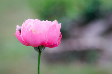 Obraz premium A close-up photograph of a single, delicate pink rose in full bloom. The rose is soft and velvety, with petals that are slightly unfurled