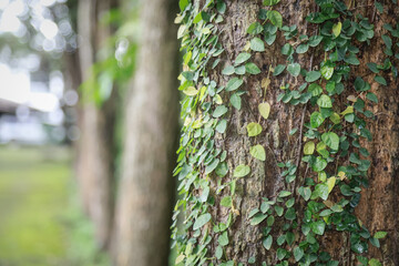 Tree trunk covered with green creeping vines, with a blurred background of trees and greenery in a peaceful forest...