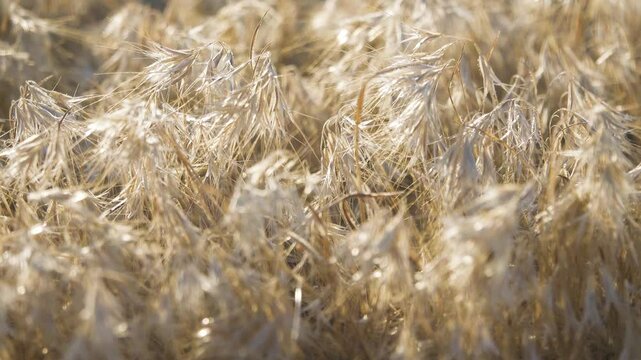 Yellow ears. The cereal steppe during the fruiting period. Downy brome (Bromus tectorum). The Crimean salt dry steppe. Arabatskaya strelka. Crimea