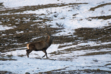 Red deer stag ( Cervus elaphus), running in a snowy alpine meadow at sunrise. Alps, November.