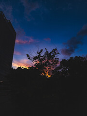 Dramatic Urban Sunset with Silhouetted Trees and Vibrant Sky
