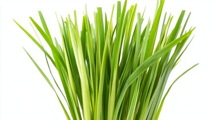 Closeup of Lush Green Grass