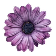 Obraz premium Close Up Purple Daisy Flower