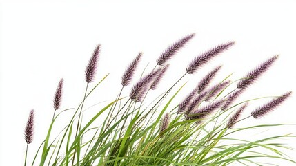 Delicate Purple Grasses in a Breezy Meadow
