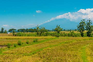 Scenery of Farm Land in Indonesia rural area with mountains and Clear blue sky backgrounds. No People.