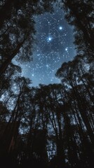 Starry night sky through trees