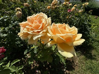 Caramella color floribunda rose close-up. Beautiful Rosa 'Diamond Jubilee' is a yellow caramella...