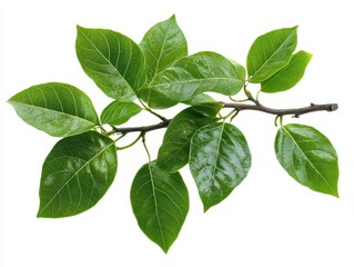Fototapeta premium verdant jungle branch with lush green leaves set against a crisp white background, perfect for nature-themed artwork, emphasizing organic beauty and vitality