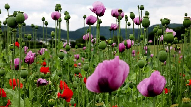 A meadow with many poppy blossoms (papaver) and capsules slowly swinging back and forth in the wind