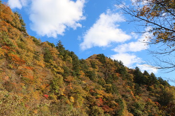 Obraz premium 紅葉