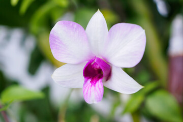 Beautiful Orchid flower blooming in garden floral background