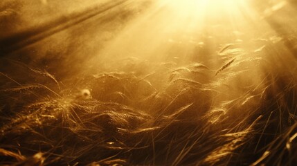 dry grass sun rays background wind nature landscape freedom concept
