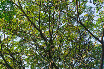 Obraz premium Under the tree with spread branch and green leaves.