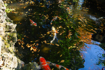 落ち葉と鯉が泳いでいる秋の池