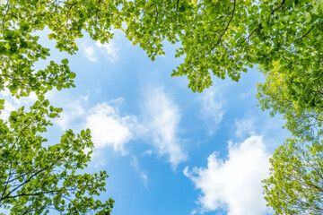Fresh leaves and blue sky creating a nature-inspired canopy view