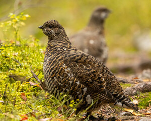 Poule de t&eacute;tras du Canada dans une for&ecirc;t du parc de Banff
Canachites canadensis