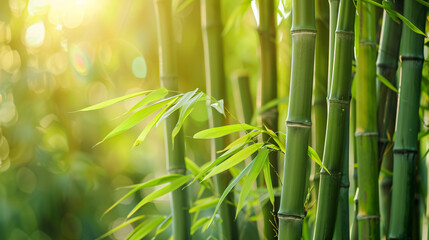 Obraz premium Bamboo forest with a natural background.