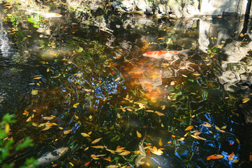 落ち葉と鯉が泳いでいる秋の池