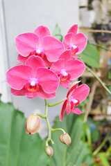 pink orchid flower