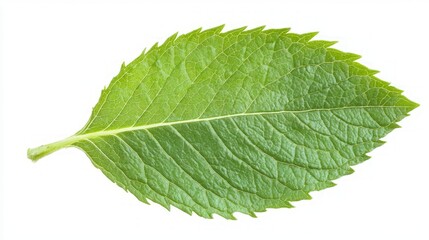 Fototapeta premium Closeup of a Vibrant Green Leaf