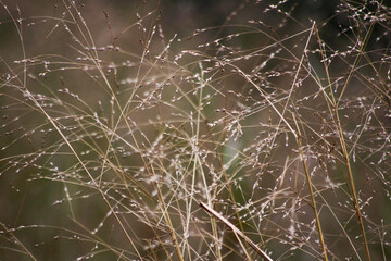 Obraz premium grass and water