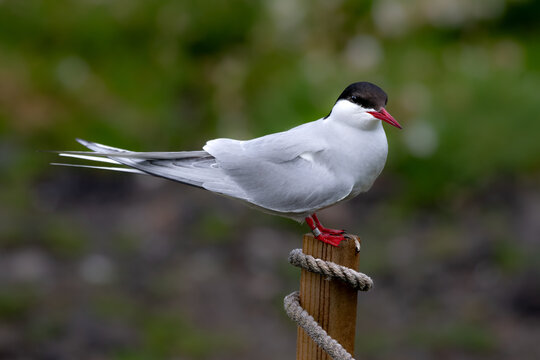 Seabird Species Arctic Tern (Sterna Paradisaea) On The Isle Of May In The Firth Of Forth Near Anstruther In Scotland