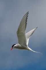 Seabird Species Arctic Tern (Sterna Paradisaea) Flies During Hunt For Fish On The Isle Of May In...