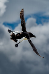 Seabird Species Razorbill (Alca Torda) Flies On The Isle Of May In The Firth Of Forth Near...