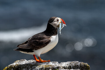 Seabird Species Atlantic Puffin (Fratercula arctica) With Sandeels On The Isle Of May In The Firth...