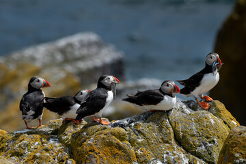 Group Of Seabird Species Atlantic Puffin (Fratercula arctica) On The Isle Of May In The Firth Of...