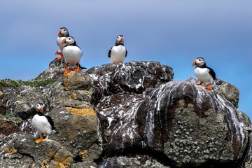Group Of Seabird Species Atlantic Puffin (Fratercula arctica) On The Isle Of May In The Firth Of...
