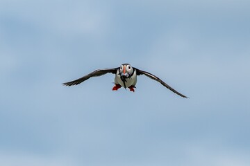 Seabird Species Atlantic Puffin (Fratercula arctica) With Sandeels Flies On The Isle Of May In The...