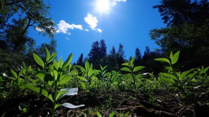 Vibrant Green Plants Under Sunny Sky