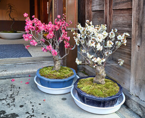 Prunus mume. Japanese apricot bonsai. Kyoto, Japan
