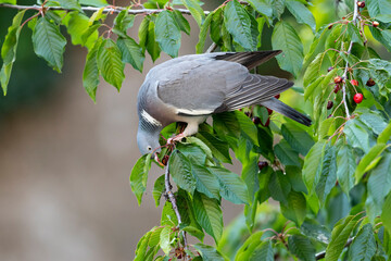 Adult common woodpigeon (columba palumbus) feeding on red cherries