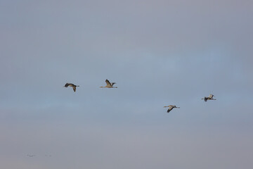 Cranes in wonderful champagne region of France