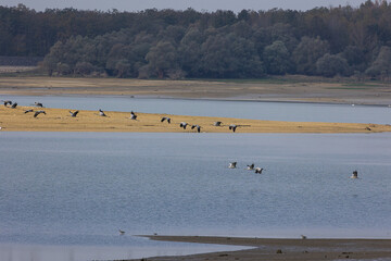 Obraz premium Cranes in wonderful champagne region of France