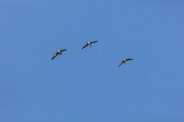 Fototapeta premium Cranes in wonderful champagne region of France