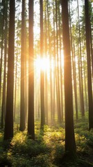 Obraz premium Sunlight filtering through dense trees in a lush green forest during midday