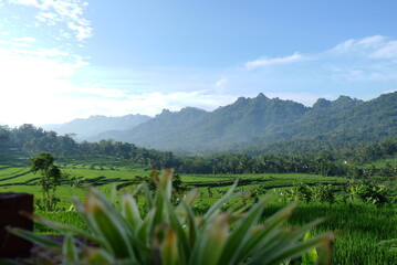 Naklejka premium rice field