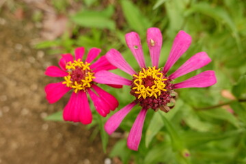 Sunny summer day.In a flower bed in a large number various zinnias grow and blossom.